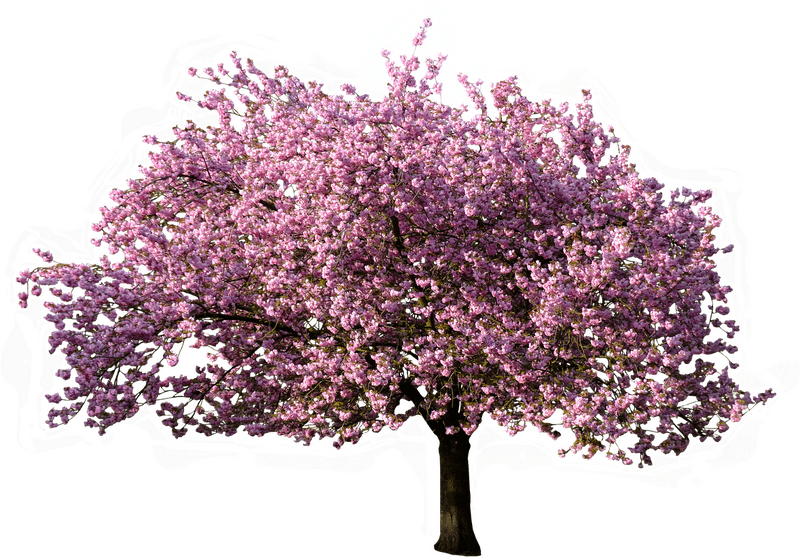 Bestand:4-41608 trees-png.png
