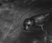 Nieuw onderkomen voor zieke zeehonden.jpeg