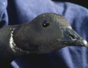 Onze rotgans in siberie 2.jpg