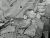 Achter de tralies (1959-1960).jpg