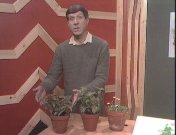 Presentator daarvraagjemewat3.jpg