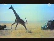 Wilde Afrika van de film, het01.jpeg