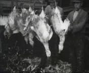 Ganzenslachterij te Goor.jpg