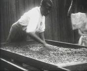 Waarom het zoo goedkoop is.jpg