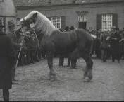 Paardenkeuring te Hulst.jpg