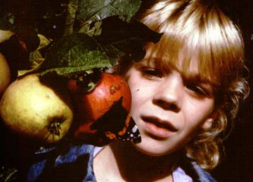 Vanessa atalanta, de trektocht van een vlinder.jpg