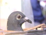 Zwartje de postduif.jpg