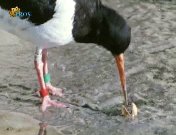 Carriereplanning van een scholekster.jpeg