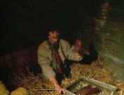 Goldrush (1985-1986).jpg