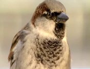 NCRV natuurlijk01.jpeg