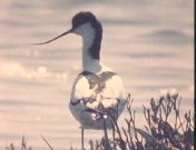 Bedreigde landschappen.jpg