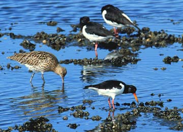 Waddenzee - Vogelland, 1990.jpg