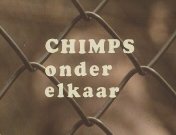 Chimps onder elkaar.jpg