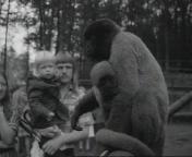 Apenheul bewegen bezoekers zich vrij.jpeg