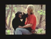 Chimpanzees Return to the forest.jpeg