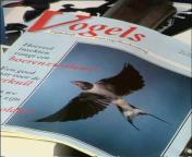 Alle vogels vliegen still.jpg