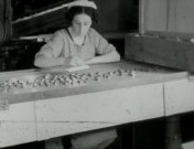 Chocolade promena boon te wormerveer.jpg