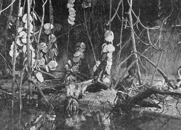 Een dorpsgemeenschap in het Mangrovegebied, 1958 .jpg