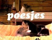 Poesjes (2004) titel.jpg