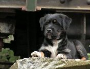 Hondjes (2005-2006).jpg