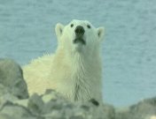 Surviving Nature01.jpeg