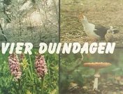 Vier duindagen titel.jpg