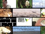 Vroege Vogels.jpeg