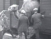 Aankomst Circus Hagenbeck 1.jpg