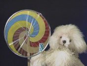 Rosco (1985-1988).jpg