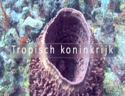 Tropisch koninkrijk (2010) titel.jpg