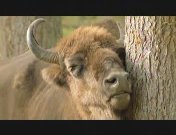 Wildlife op 2 Living Europe.jpg