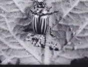 Aardappelvijand nr 1 de coloradokever.jpg