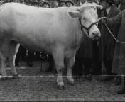 Paasveetentoonstelling in Rotterdam.jpg