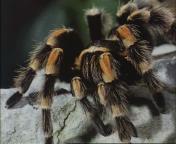 Griezelcollectie van dierenpark Wassenaar.jpeg