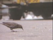 Vogels van Amsterdam.jpg