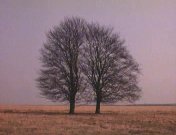Het bewaarde landschap1985.jpg