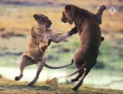 Wilde Afrika van de film, het.jpeg