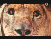 Clarence, the cross-eyed lion.jpeg