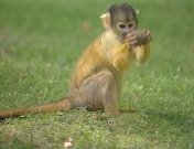 Animal Crackers (1988).jpg