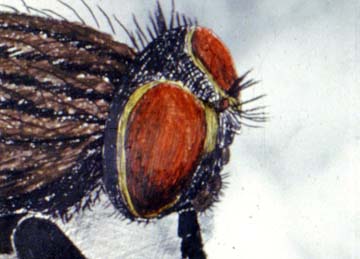 Musca, 1989.jpg