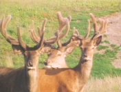 Kroondomein Het Loo.jpeg