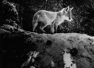 Het Nationale Park, 1967.jpg