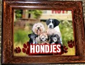 Hondjes (2005-2006) titel.jpg