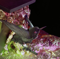 FTA001037009 009 con.png